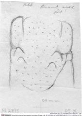 Historische Skizze/Zeichnung von Bachmayerus hyznymatus (Fraaije et al., 2019) (NHMW-AFW-GEO-BACHMAYER-FOTO-1990-0041-2785)